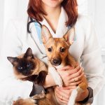 veterinario-cuidados veterinario-cuidados